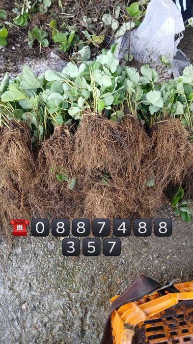 Продавам качествен Разсад ягоди