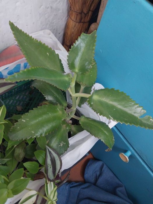 Продам комнатные цветы.