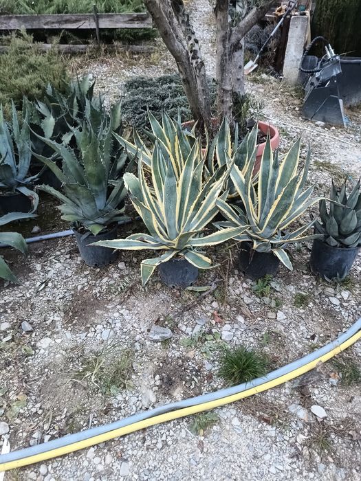 Leyladi plante ornamentale