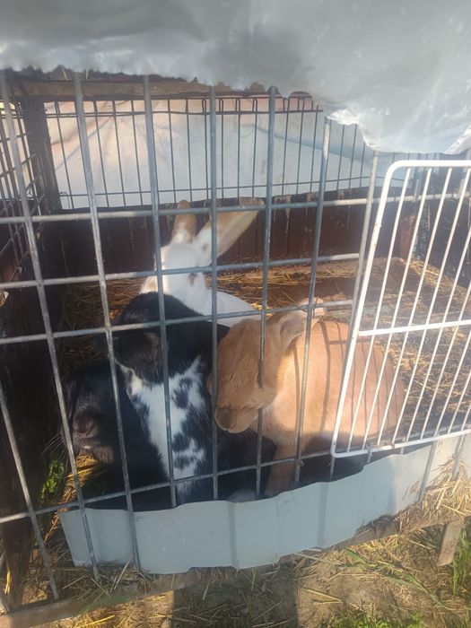 Vând iepuri Detalii in pv