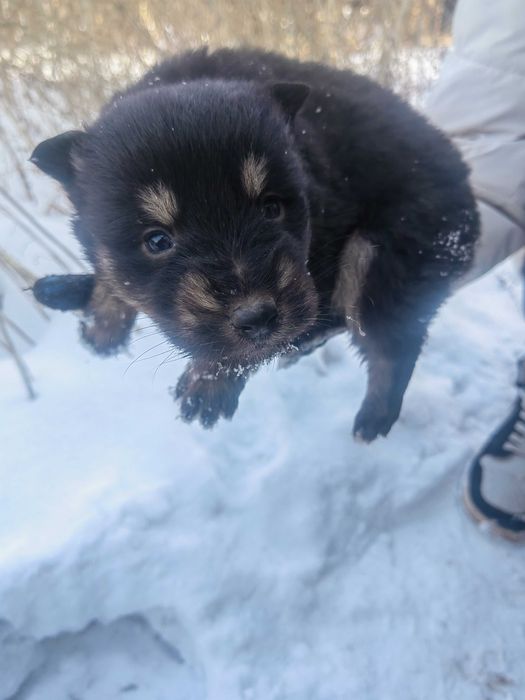 Шикарные щенки!!!