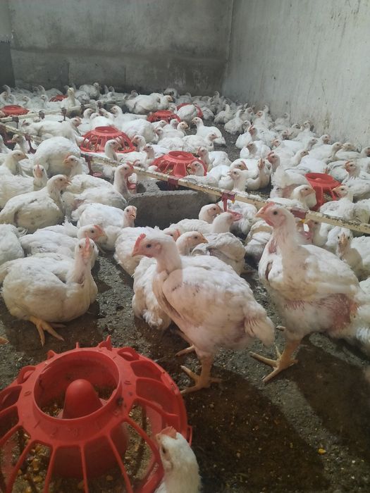 Продам цыплят от 1кг и выше