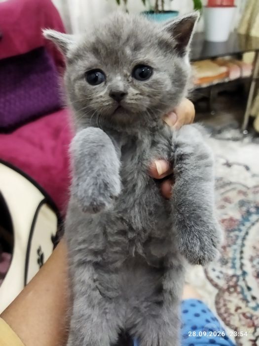 Шотланские котята