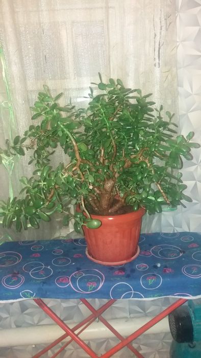 Продам денежное дерево