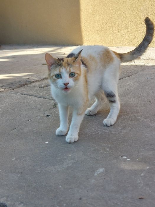 Подаряваме  котенца