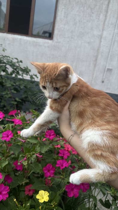 Котята ищут любящих хозяев!