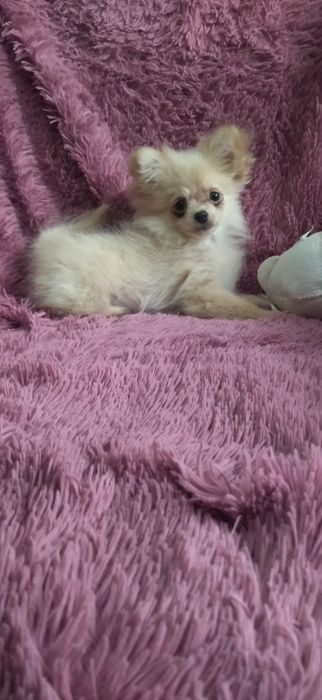 Щенок помчи мальчик