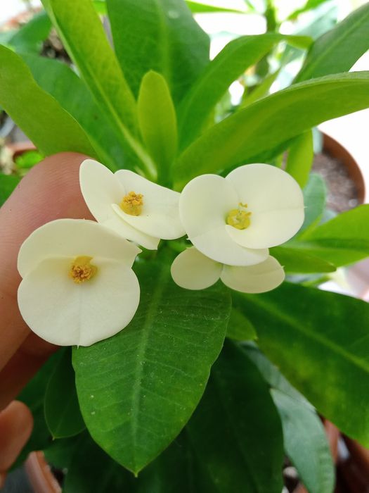 Продаю комнатные растения