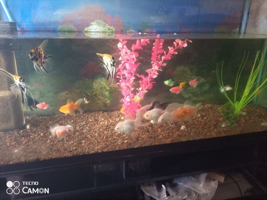 Akvarium va baliqlar