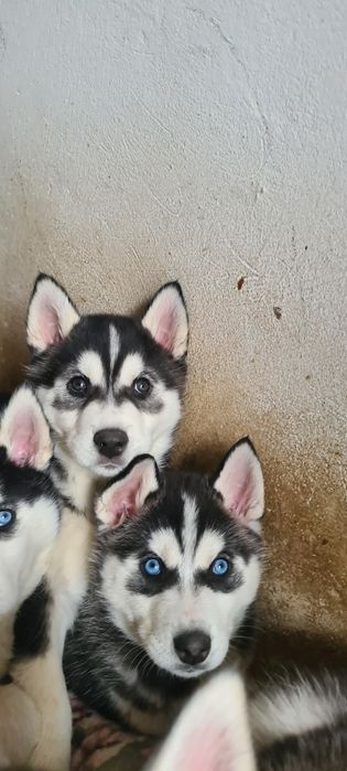 Pui caine Husky Siberian