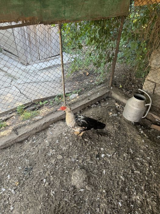 Продам селезня идоутки !