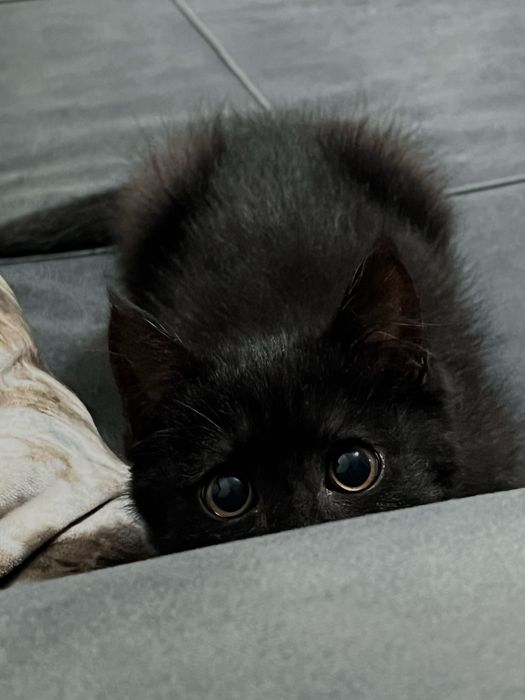 Кошечка даром в хорошие руки)