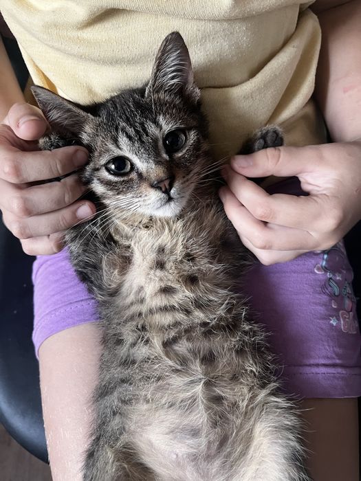 Котят бесплатно