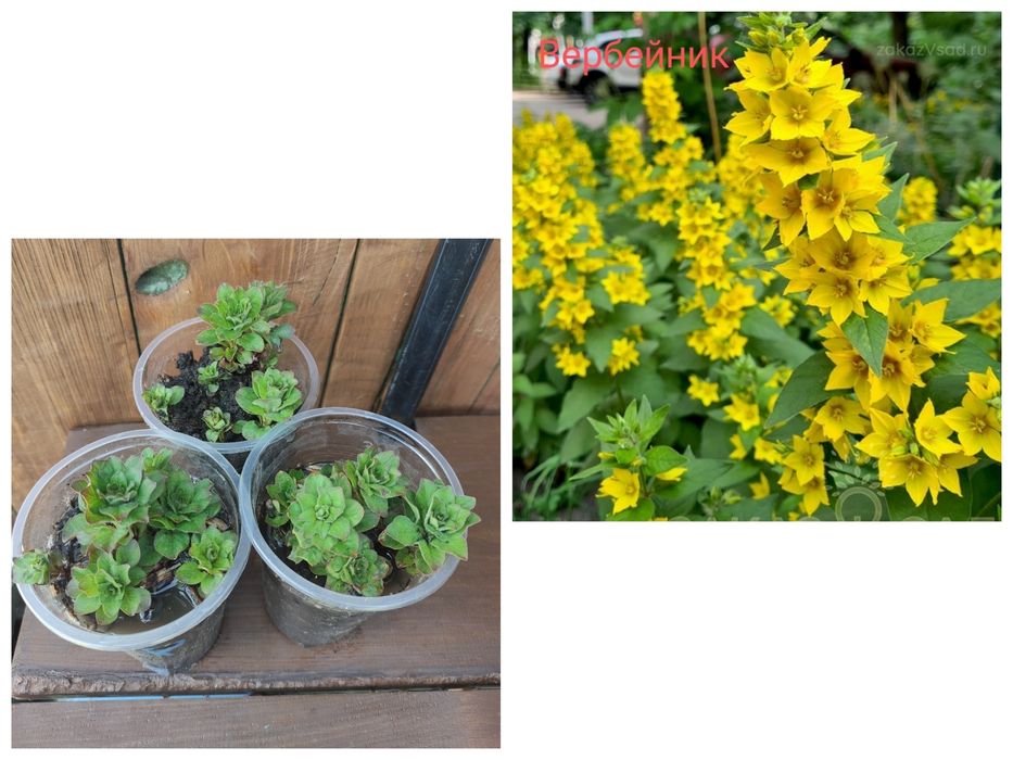 Вербейник, многолетка