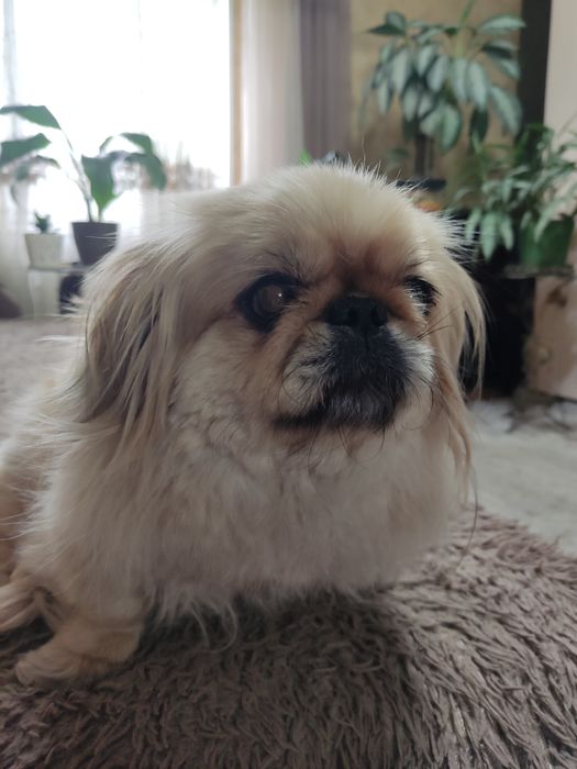 Пропала собака Пекинесс