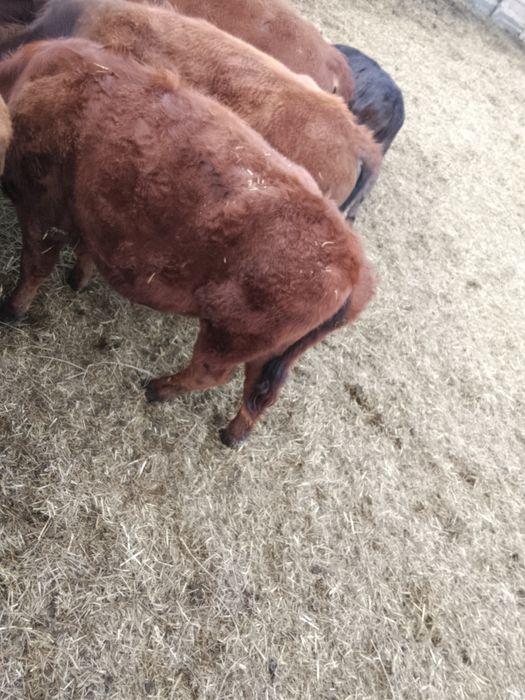 Продам годовалых бычков тёлок