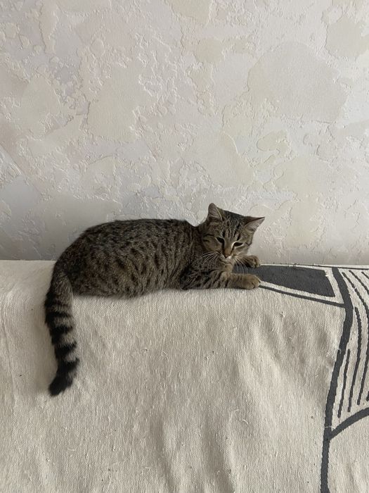 Отдам в добрые руки