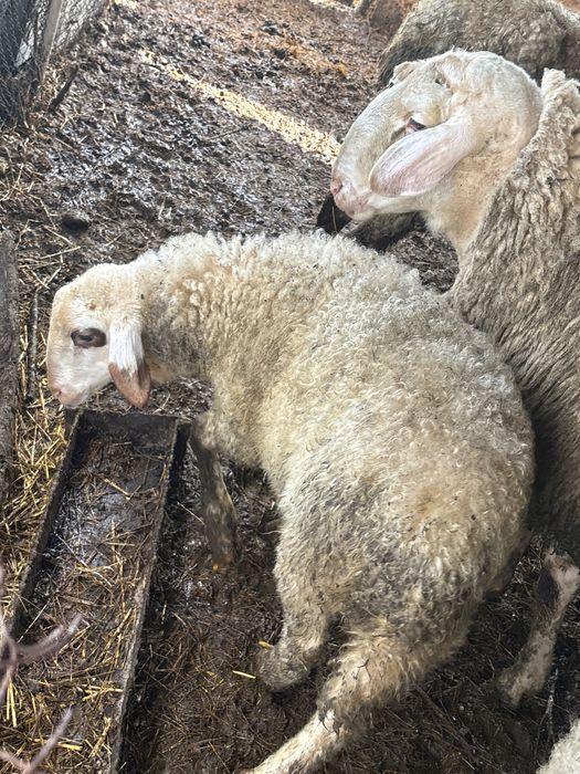 Агнета за Великден и георговден