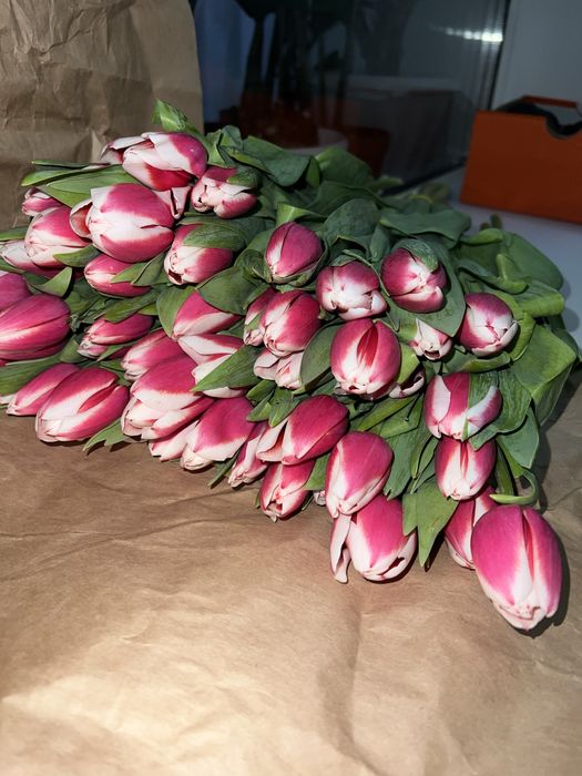 Тюльпаны  Семей