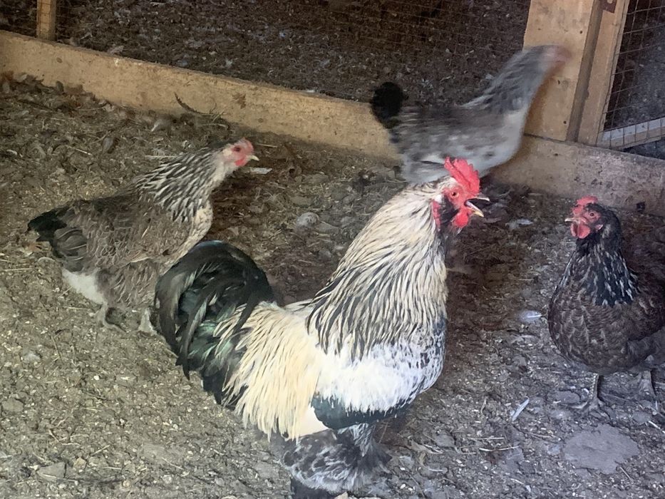 Продам срочно  домашних кур и петухов,поошлогодний вывод,несутся