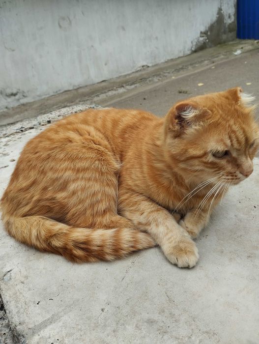 Ищем дом и семью кошечке
