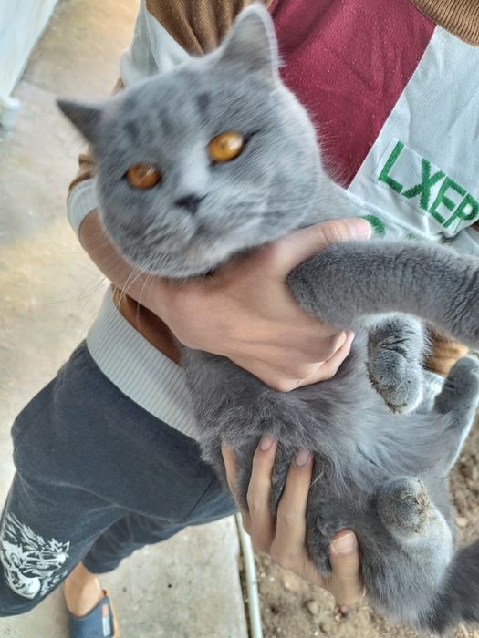 Сотилади топ тоза конли мушуклар шотланский фолди ва страй