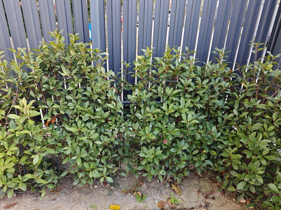 Gard viu/Arbusti/Tulpina - Photinia × fraseri "Red Robin" - Curte/Gradina