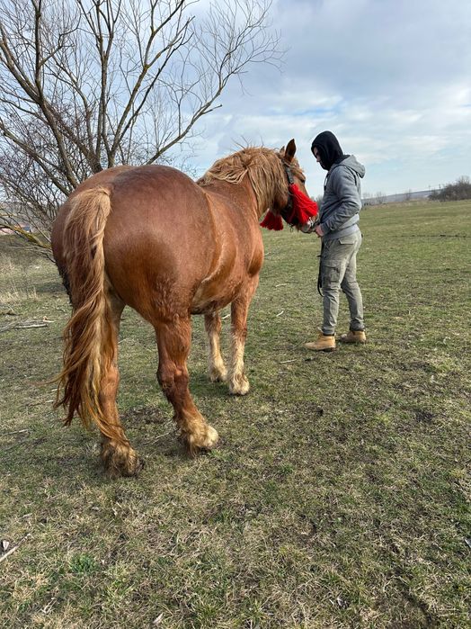 De vânzare iapa de 5 ani gestantă sau schimb cu o iapă sură !