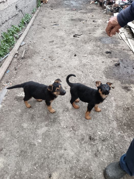 Продам щенков Немецкой породы, 2девочки