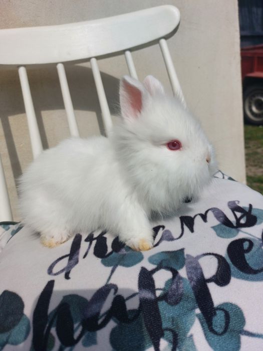 Iepuri teddy pitic, 6 saptamani