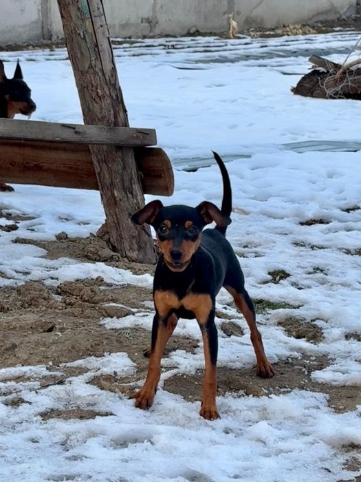 ЦвергПинчер шенки