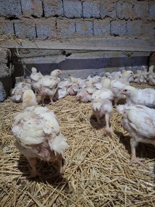 Киевте оны оральды секс үшін бай әйел іздеп жүр.