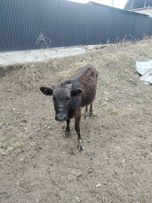 Еки 1 жас бызаулар