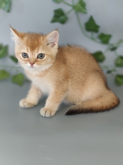 Котята Алматы Шиншиллята