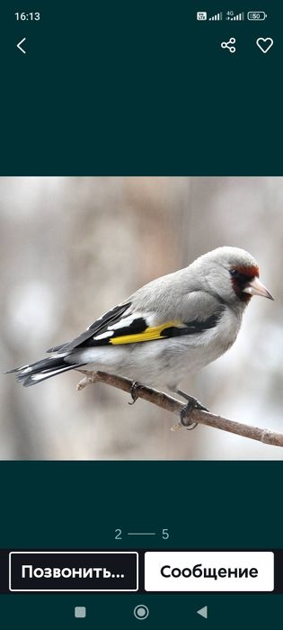 Щегол седоголовый