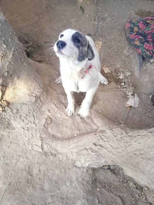 Urganchda it sotiladi