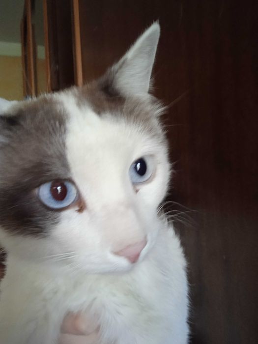 Рыжий, голубоглазый котик, кастрирован, 1 год.