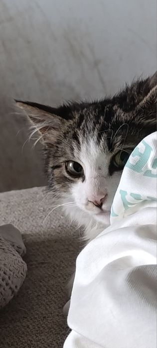 Котик в добрые руки