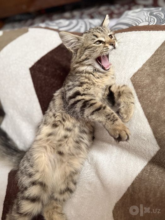 Отдам даром котенка