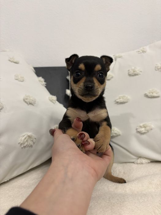 Продавам женски мини чиху-пинчер