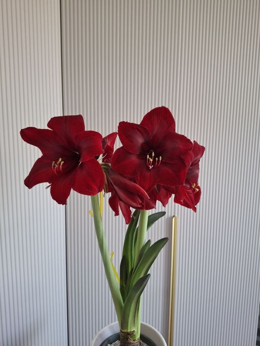 Амариллис бордовый Royal Velvet