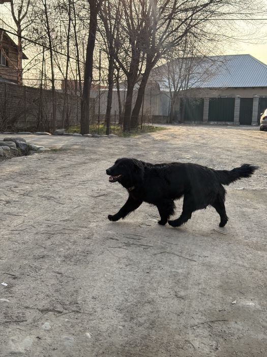 Охотничий спаниель