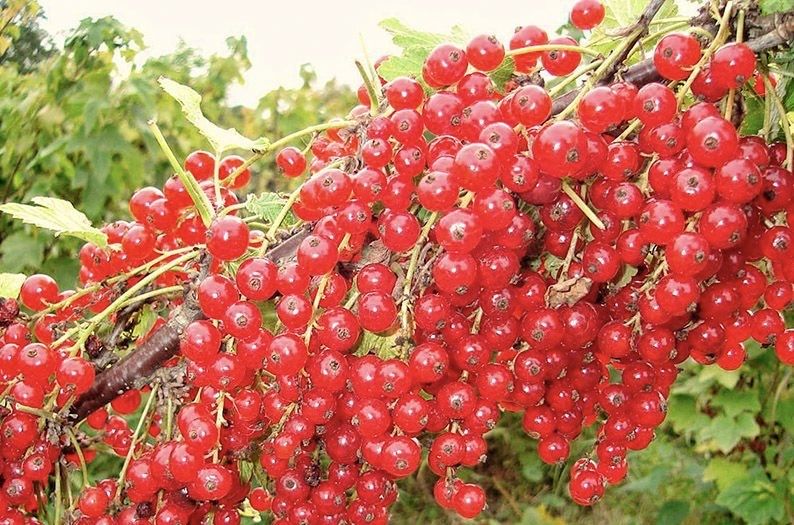 Продам красная смородина
