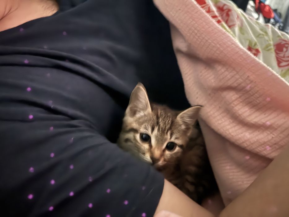 Отдам котенка в добрые руки