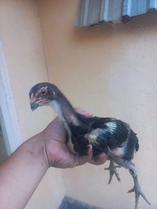 Sotiladi toza qonla zoti toza