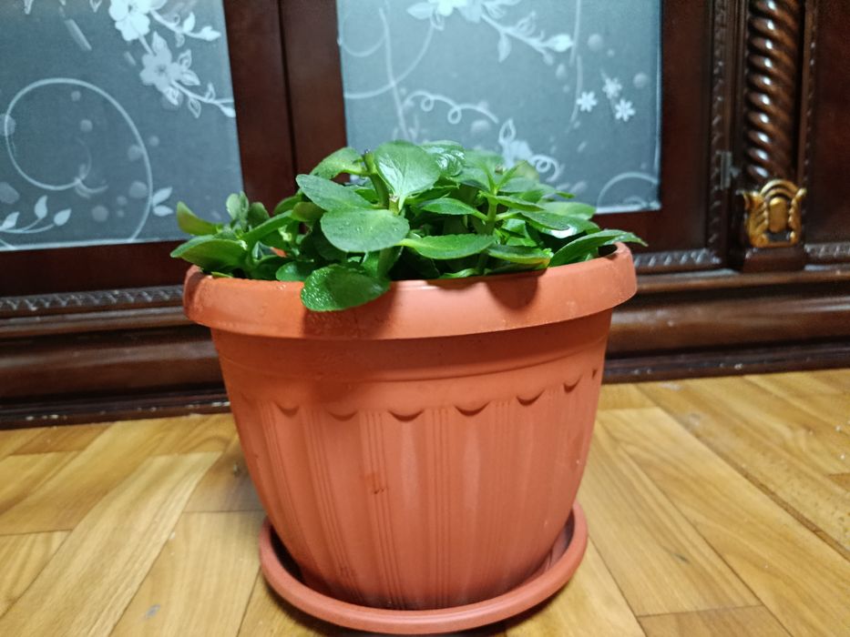 Гибискус и Каланхое комнатные