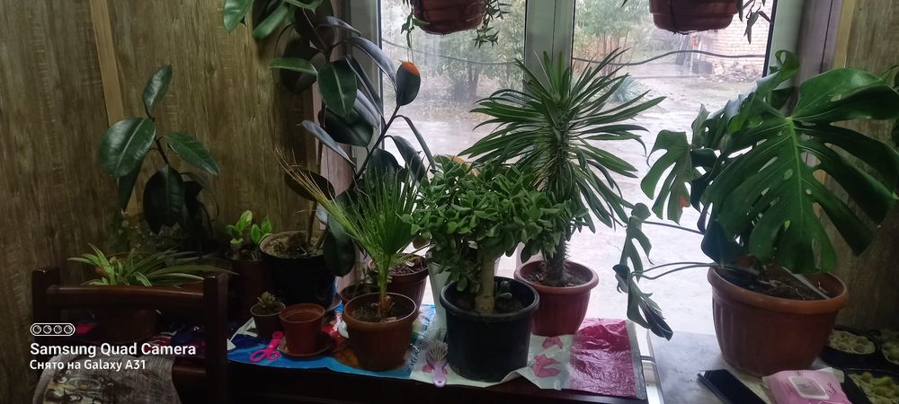 Bardankolda uchastka 9 sotix