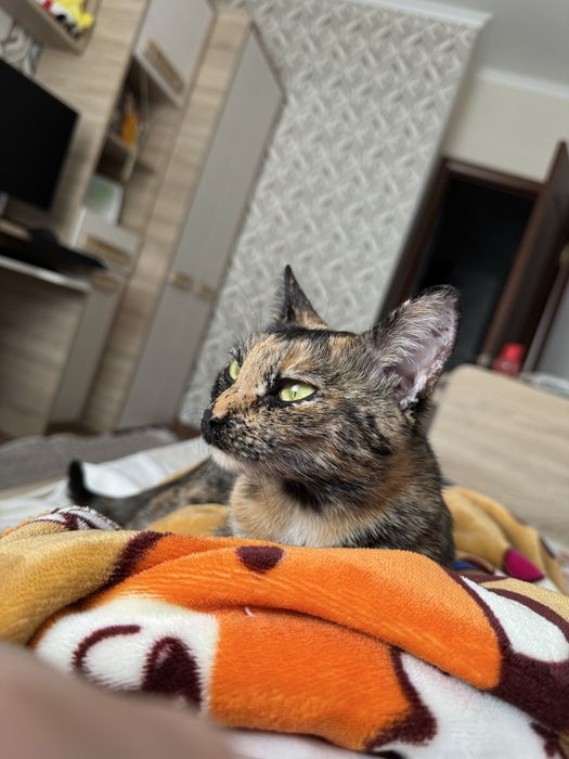 Отдам в добрые руки