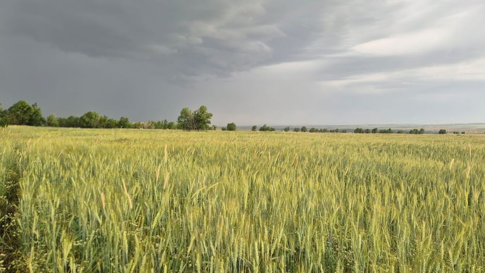 5.1 га жер сатылады. Тау бөктерінде