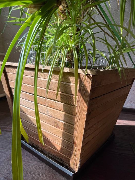 Комнатное растение Спотдантус